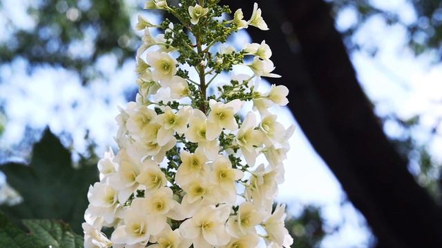 Oakleaf Hydrangea смотреть онлайн