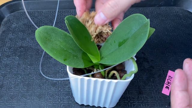 EASY SETUP for my New Mini Phalaenopsis with 2 Months Update | How To Repot Mini Phalaenopsis Orchi смотреть онлайн
