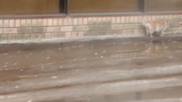 10 Pets That Returned Home After Being Lost