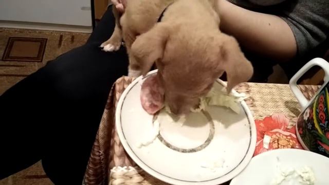 Чихуахуа ест капусту смотреть онлайн