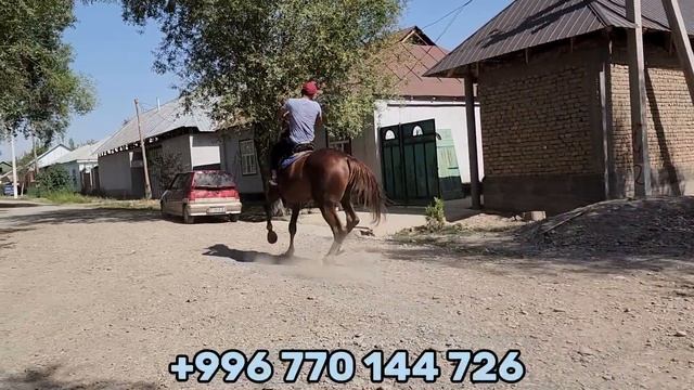 Чоң ЖЫЙЫНГА 175 см ат? РУСЛАНДА смотреть онлайн