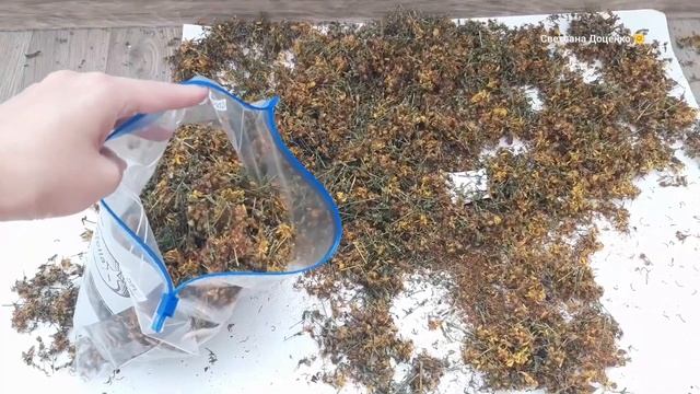 ЗВЕРОБОЙ. СБОР,СУШКА,ХРАНЕНИЕ И ЧАЙ. смотреть онлайн