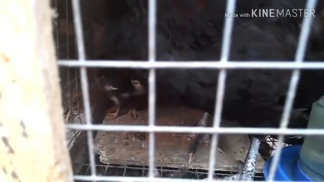 Индоутки серо- жемчужные.perlgrau-wildfarbug.? смотреть онлайн