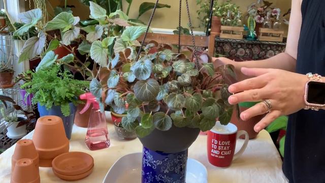 STRAWBERRY BEGONIA PLANT CARE 101 | TIPS AND TRICKS смотреть онлайн