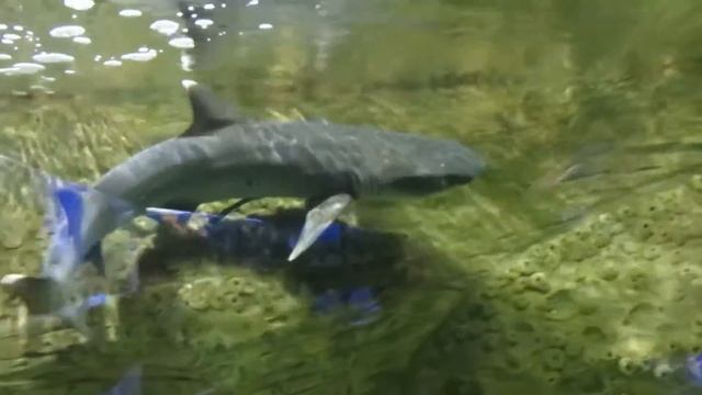 Белоперая рифовая акула и Рыба прилипала смотреть онлайн