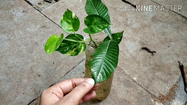 Plants update along with how to grow Gardenia/Gandhraj and Money Plant cutting смотреть онлайн