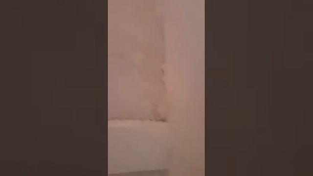 Жизнь одного коровника