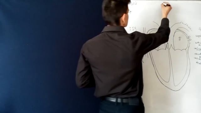 АНАТОМИЯ СЕРДЦА - ЛУЧШЕЕ ОБЪЯСНЕНИЕ ЗА 10 МИНУТ!!! смотреть онлайн