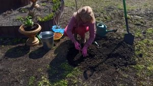 Как сажать березу