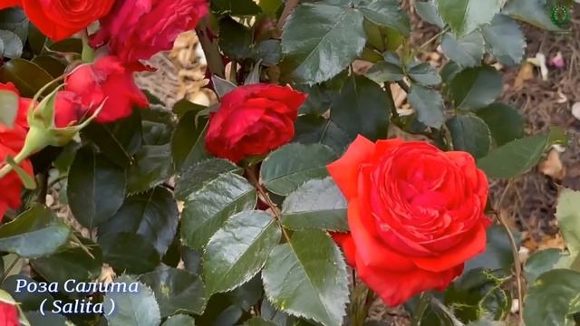 ТОП 5.Самые надежные плетистые розы. Питомник растений Е. Иващенко. смотреть онлайн