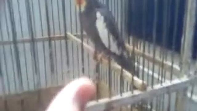 Попугай дирижер. Оперный голос. смотреть онлайн