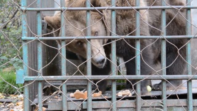 Медведица Маша | УФССП России по Новгородской области смотреть онлайн