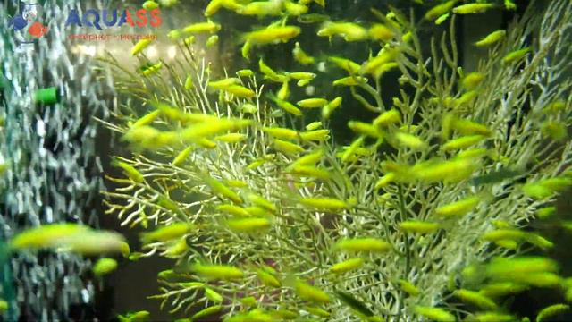 🐠Aquass - Данио глофиш зеленый (Danio Glofish Electric Green)