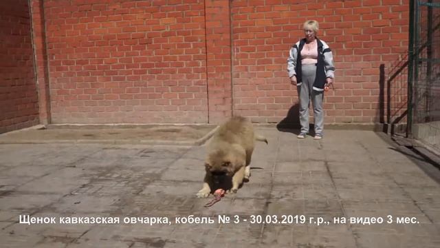 Продается щенок кавказской овчарки, мальчик 3 мес. www.r-risk.ru +7 9262205603 Татьяна Ягодкина смотреть онлайн