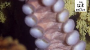 Осьминог Гигантский