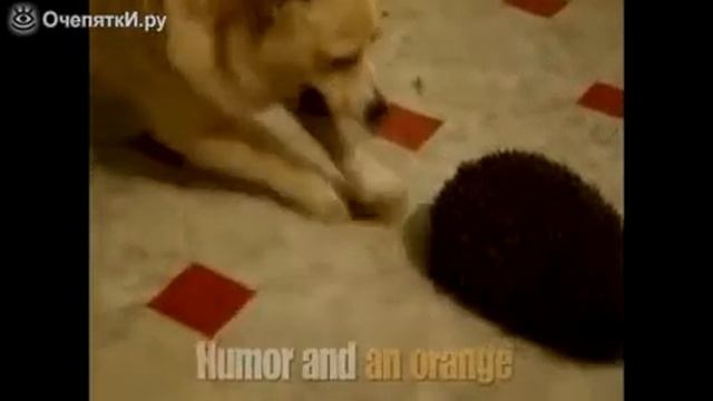 И хочется, и колется смотреть видео прикол смотреть онлайн