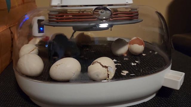 Manna Pro Harris Farms Nurture Right Incubator - Egg Incubator for Hatching Chicks - Holds 22 Eggs смотреть онлайн