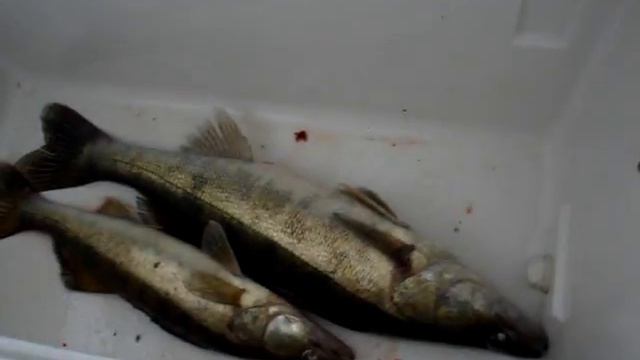 Море и судак... смотреть онлайн