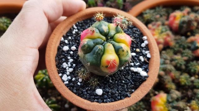 Gymnocalycium Damsii Variegated смотреть онлайн