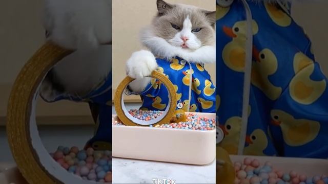Cats make food 2023 "That Little Puff" Tiktok Compilation #12 смотреть онлайн