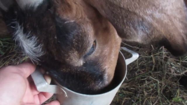 Сода для козы смотреть онлайн