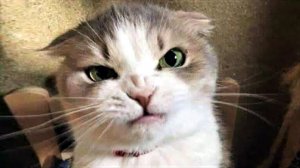 СМЕШНЫЕ КОШКИ 2023 И ДРУГИЕ ЖИВОТНЫЕ|СМЕШНЫЕ СОБАКИ 2023|ЛУЧШИЕ ПРИКОЛЫ С КОТАМИ