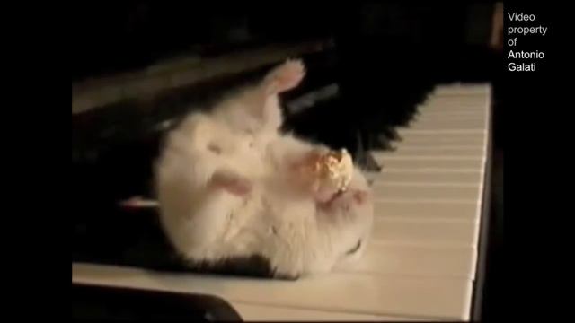 Hamster On A Piano (Eating Popcorn) - Parry Gripp смотреть онлайн