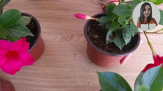 Mandevilla Çiçeği bakımı ve çoğaltılması смотреть онлайн