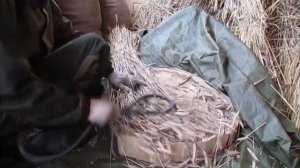 Обмолачивание зерна вручную \ Thresh grain by hand