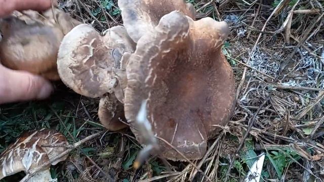 Cardo Pleurotus eryngii setas comestibles buenos 6 Diciembre 2020 смотреть онлайн