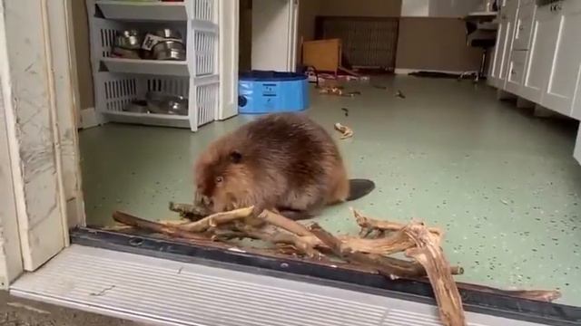 Бобер строит плотину в реабилитационном центре❤ Beaver building a dam at rehabilitation center #usa смотреть онлайн