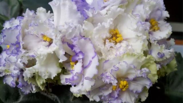 Фиалка солнечный мальчик - описание, фото смотреть онлайн