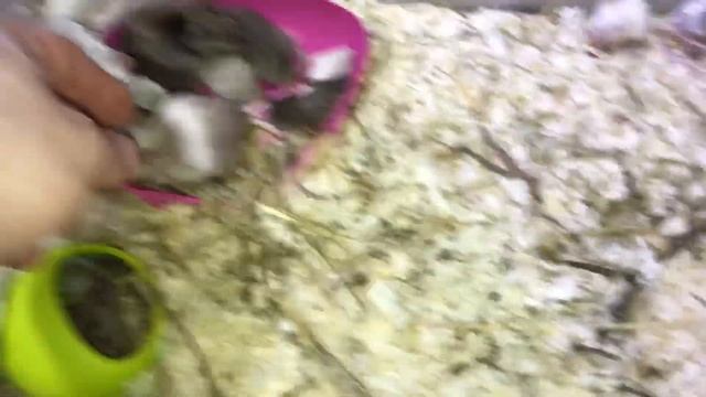 НАША ДОМАШНЯЯ ФЕРМА!!! САТИНОВЫЕ МЫШКИ!!! смотреть онлайн