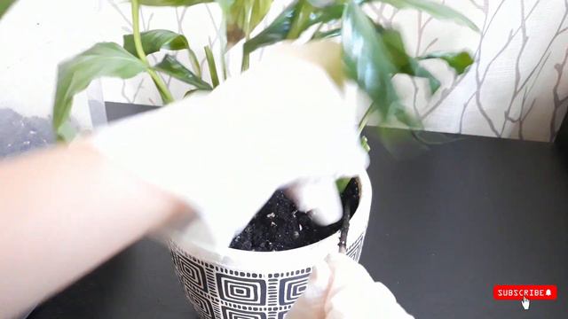 Peace lily ..Care tips .. N .. Nutrients::Saving P. L from dying in the wind of the air conditioner смотреть онлайн