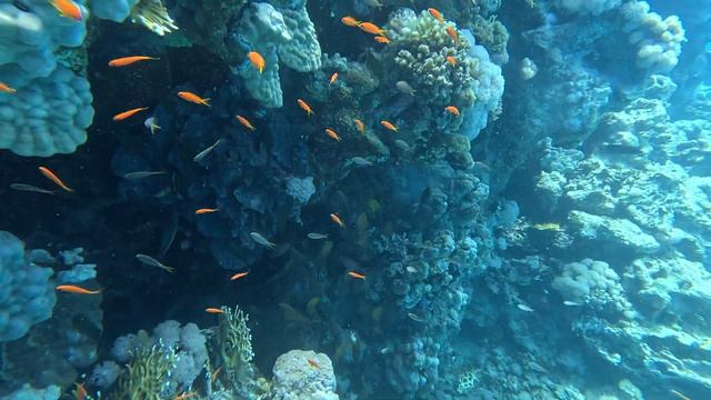 GOPRO11: ПОДВОДНАЯ СЪЕМКА. КРАСНОЕ МОРЕ. РАС-МОХАММЕД. КАРАЛОВЫЙ РИФ. ШАРМ-ЭЛЬ-ШЕЙХ. ЕГИПЕТ 🇪🇬 смотреть онлайн