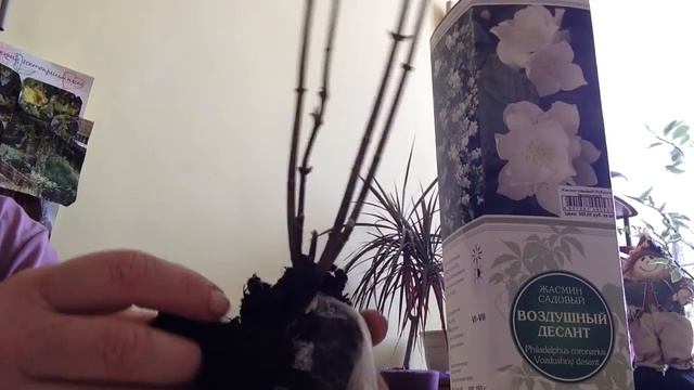 Жасмин садовый (чубушник) Воздушный десант (Земляничный) смотреть онлайн