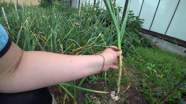 Основные правила уборки чеснока смотреть онлайн