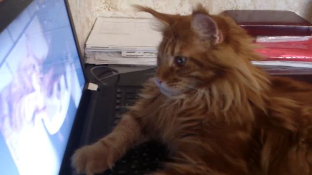 котенок мейн-кун Афонечка и его брат смотреть онлайн