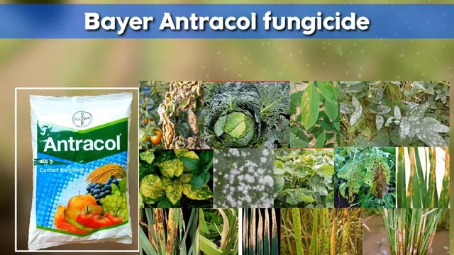 Bayer Antracol fungicide, Propineb 70% WP, Antracol hindi, Fungicide, Bayer Product, Fungal, बायर смотреть онлайн