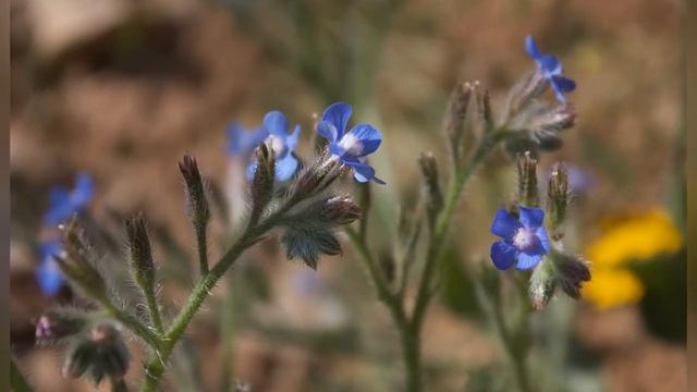 АНХУЗА, или ВОЛОВИК  (ANCHUSA)  сем. Бурачниковые
