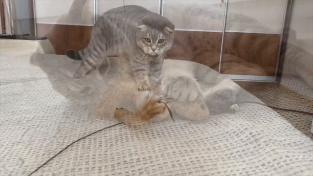 Смешной кот Шотландский кот веселится смотреть онлайн