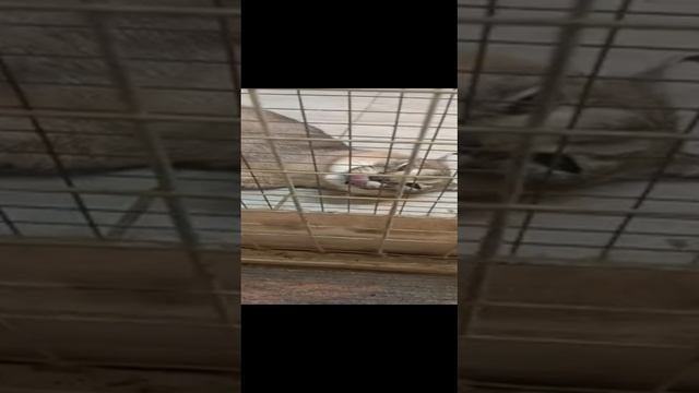 VID-20230603-WA0001.mp4