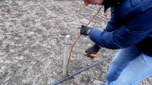ОБРЕЗКА САЖЕНЦЕВ ПОСЛЕ ПОСАДКИ  4  ГРУША  pruning pear