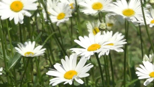 Ромашки Символ День Семьи Любви и Верности заставки футажи релакс смотреть онлайн