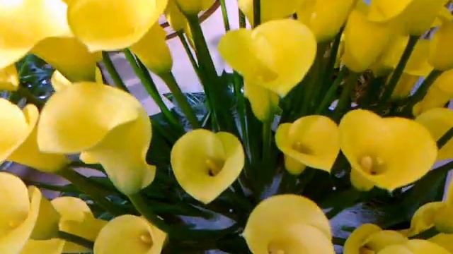 Кекенхоф_каллы.mp4 смотреть онлайн