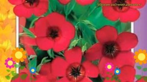 Лен крупноцветковый Красный. Краткий обзор, описание характеристик, где купить семена