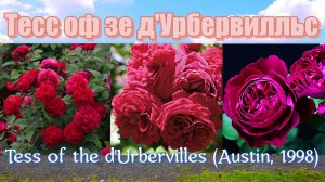 Роза Тесс оф зе д'Урбервилльс (Английская) - Tess of the d'Urbervilles (Austin, 1998)
