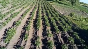 Окучивание Картошки Мотоблоком ФАВОРИТ