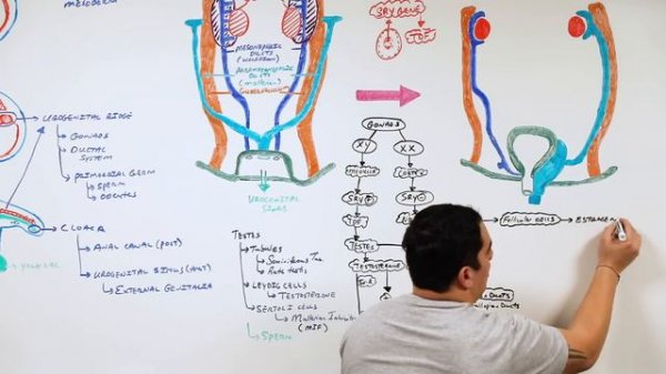 Embryology | Development of Reproductive System