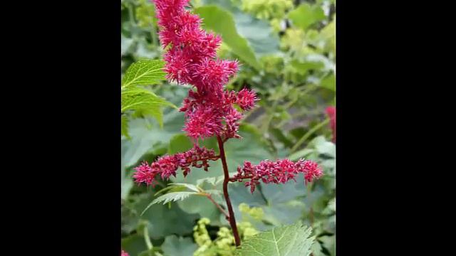 Astilbe flower смотреть онлайн